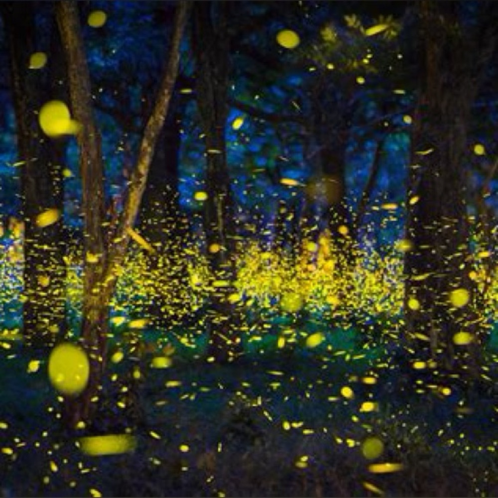 Meet your Posher, Nora